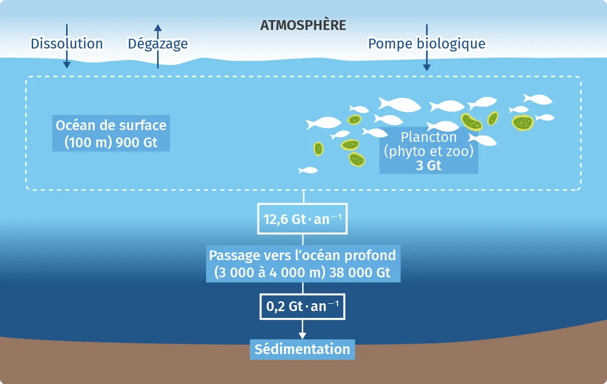 Schéma illustrant les flux de carbone océanique : échanges entre atmosphère, océan de surface (900 Gt), océan profond (38 000 Gt) et sédiments, via la pompe biologique et la sédimentation.