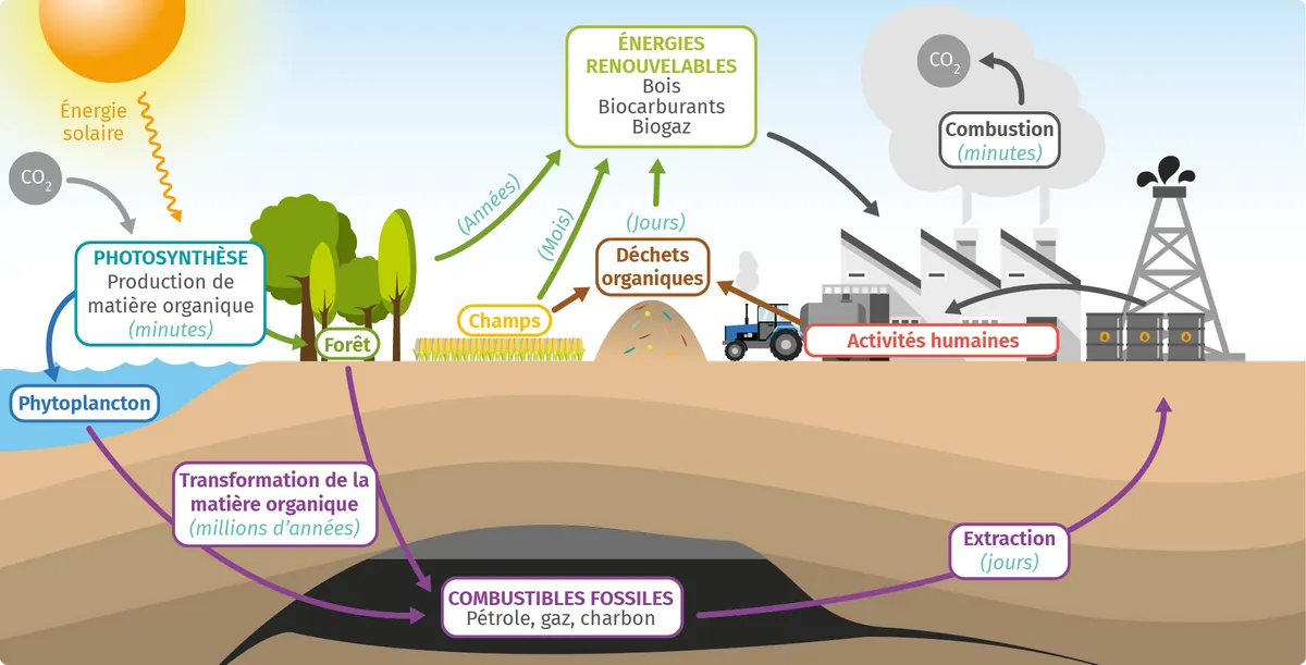 Infographie du cycle du carbone illustrant la photosynthèse, les énergies renouvelables, les combustibles fossiles et les activités humaines, avec les durées des processus.